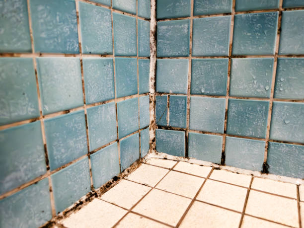 Best Environmental Consulting for Mold Prevention  in Cloverdale, IN